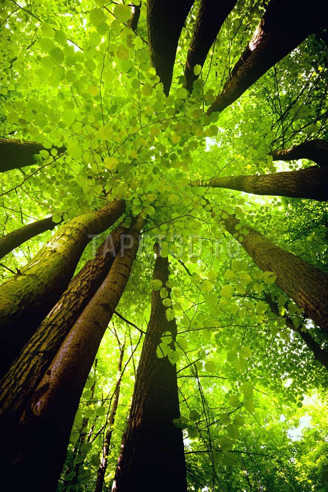 Plămânii verzi ai naturii