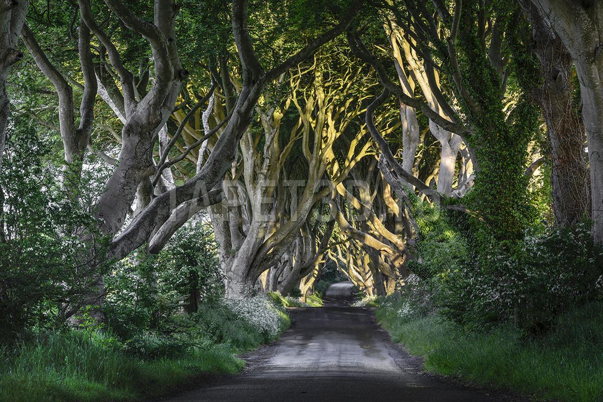 dark-hedges-drumul-prin-padurea-de-fagi-1-1.jpg