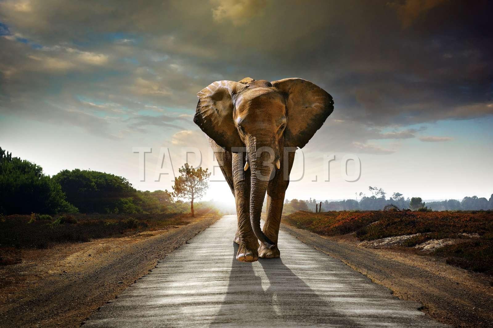 elefant-01-1.jpg