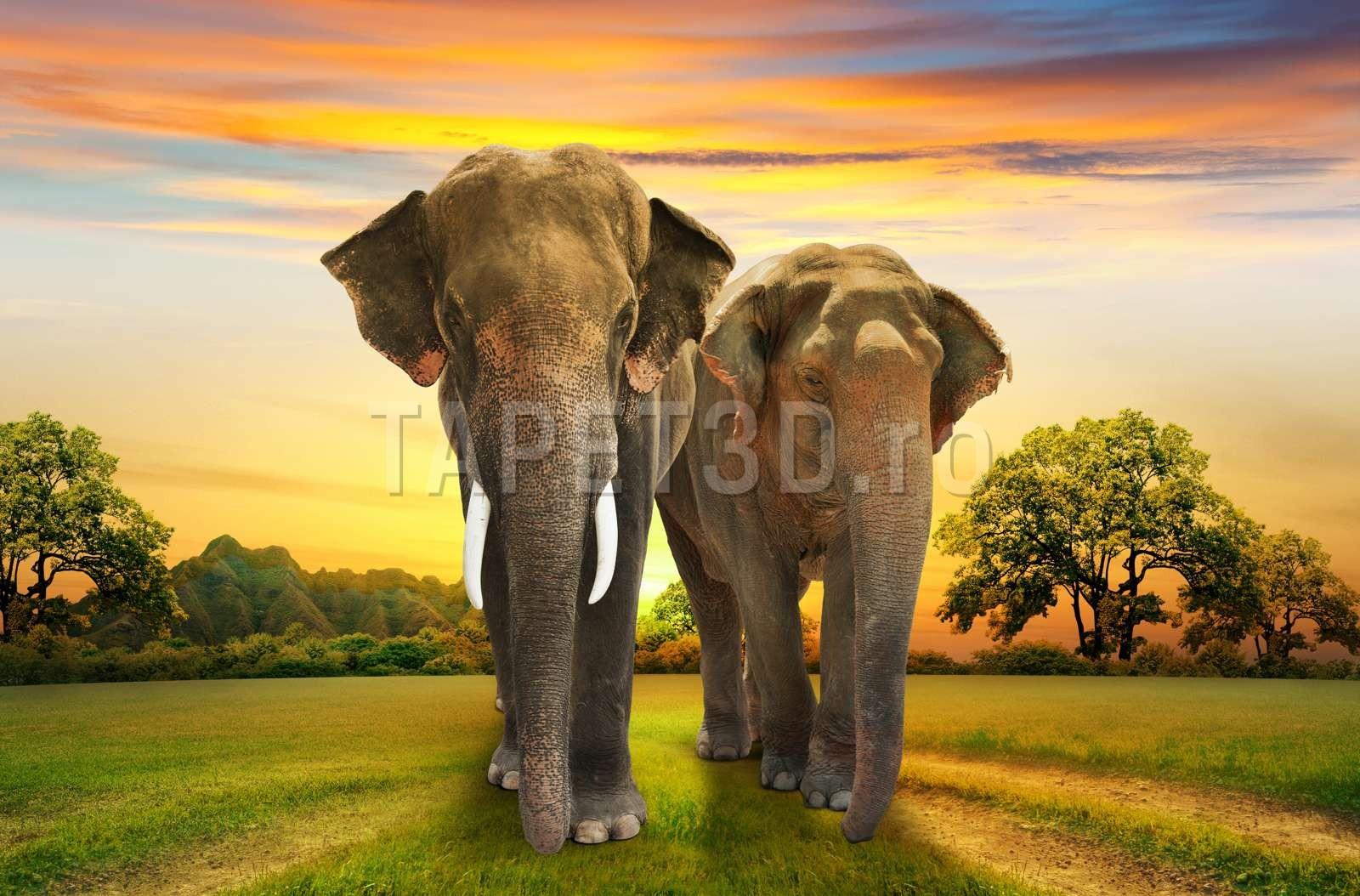 elefant-03-1.jpg