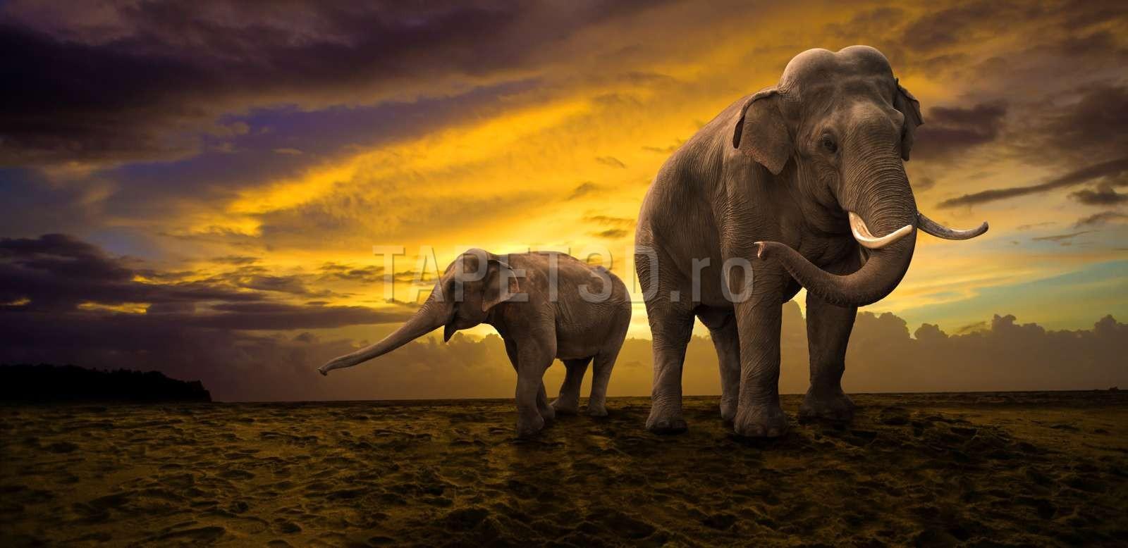 elefant-04-1.jpg