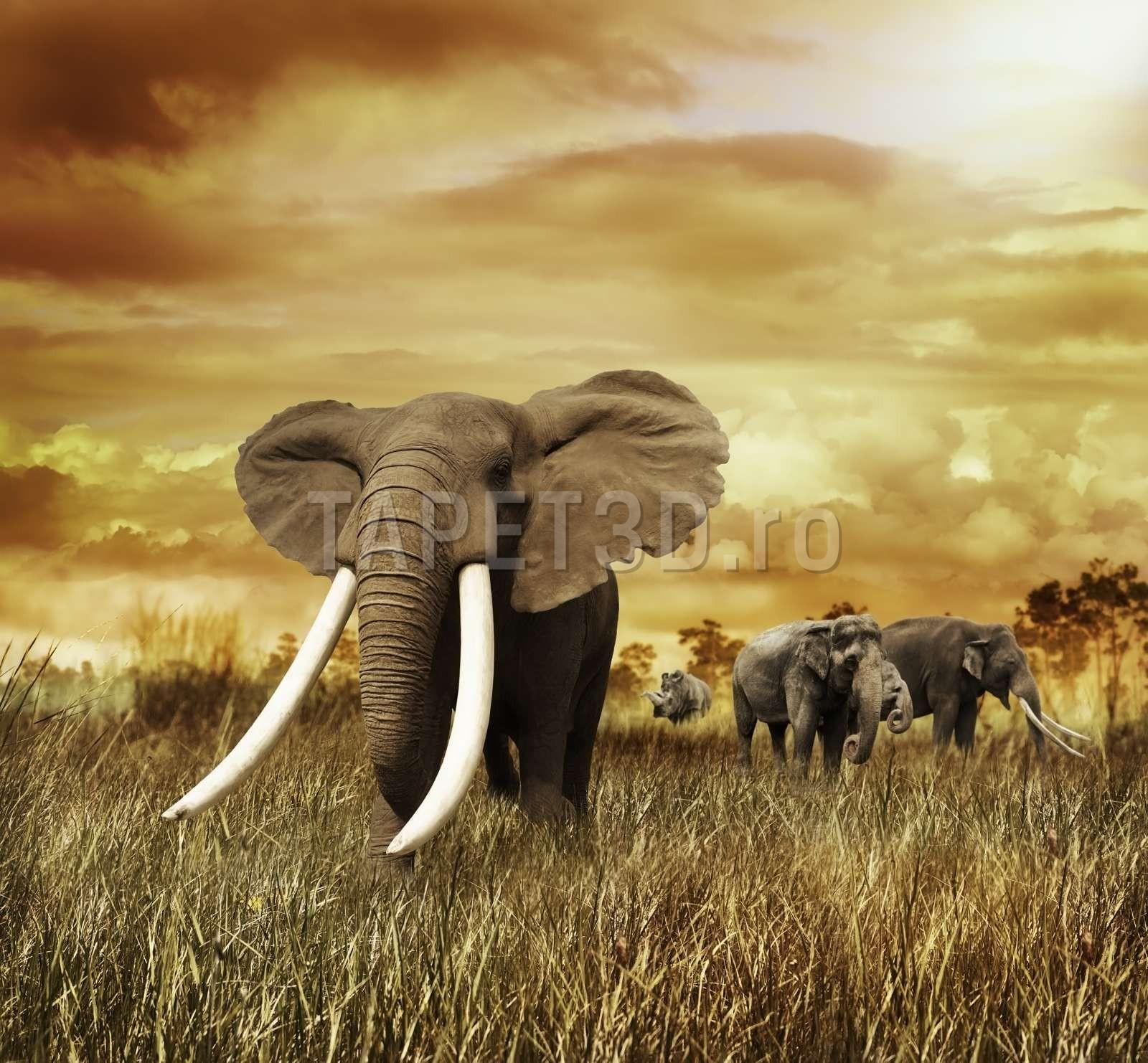 elefant-05-1.jpg