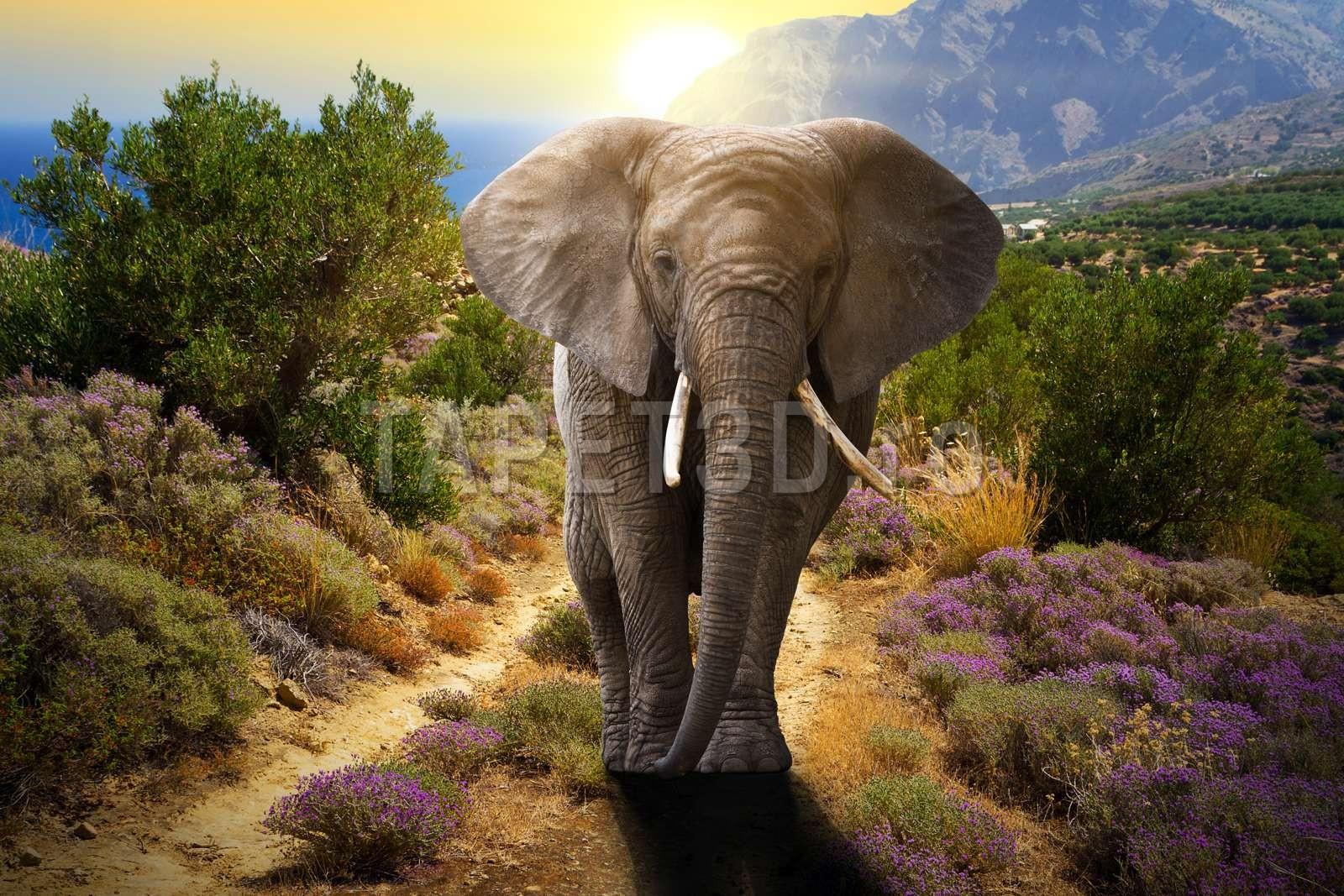 elefant-06-1.jpg