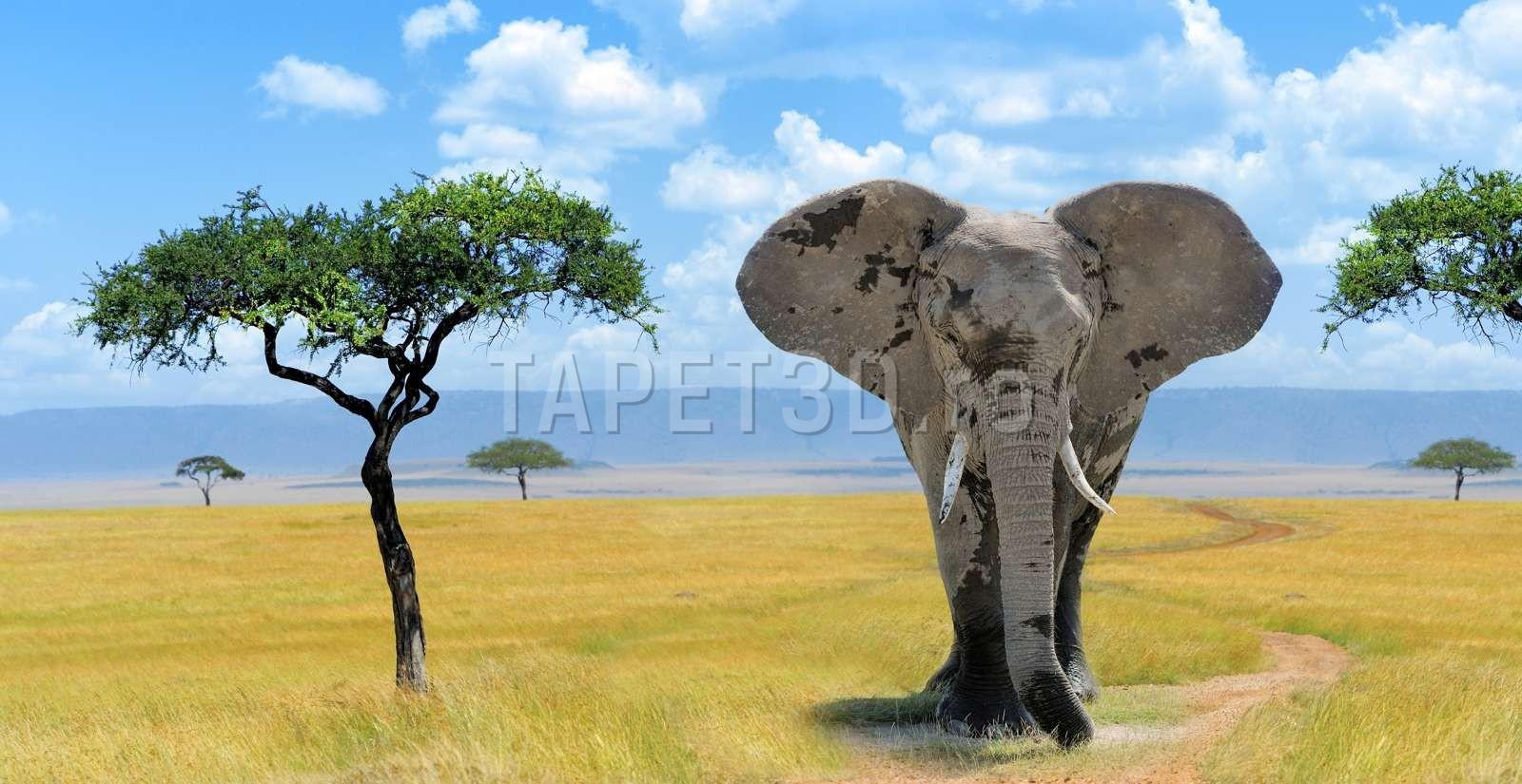Elefant de savană africană