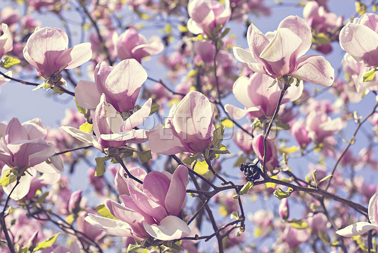 flori-05-web Fototapet Flori Pastel