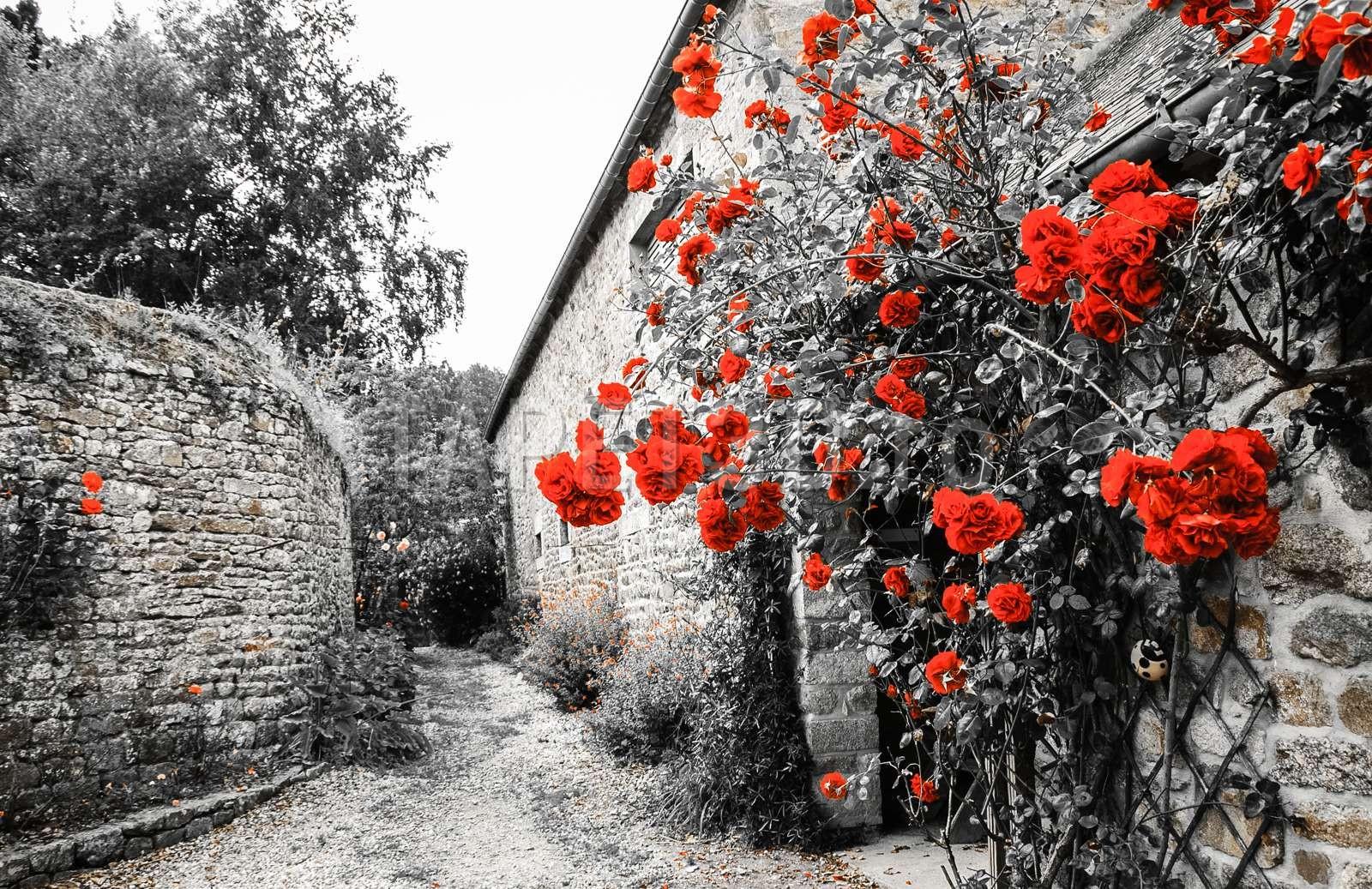 flori-08-1.jpg