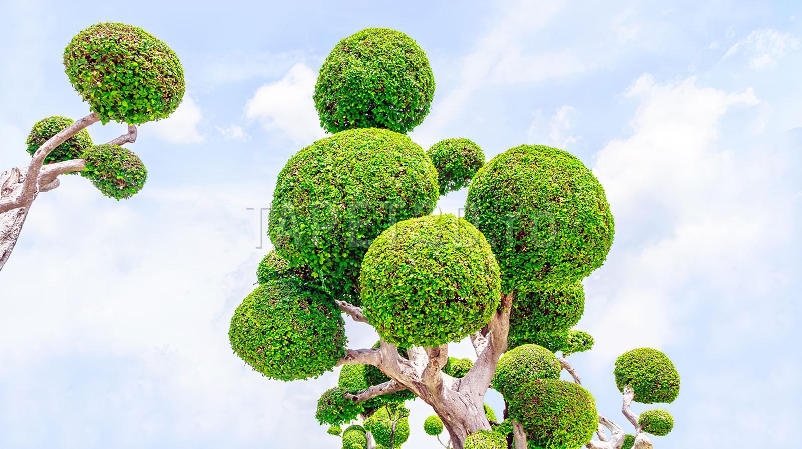 fototapet-copaci-20 Fototapet Copaci 20