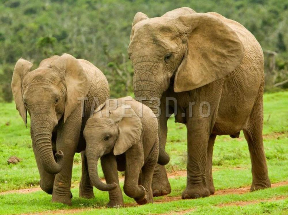 fototapet-elefant-08 Fototapet Puiul de Elefant