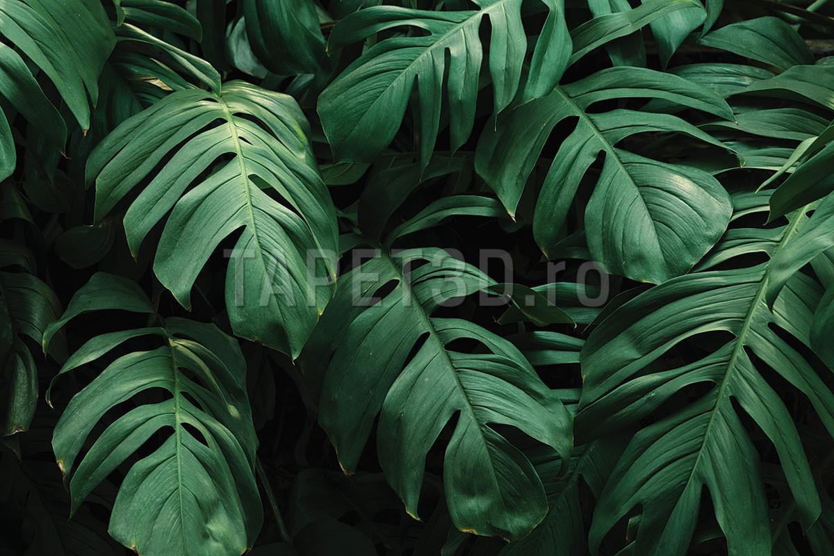 fototapet-frunze-tropicale-3-1.jpg
