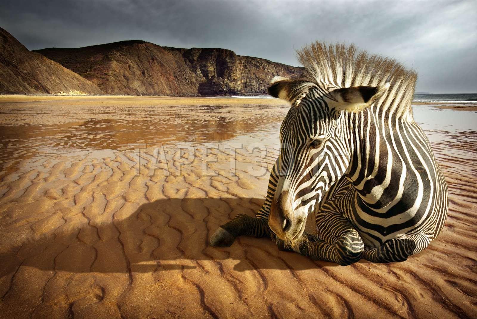fototapet-zebra-01-1.jpg