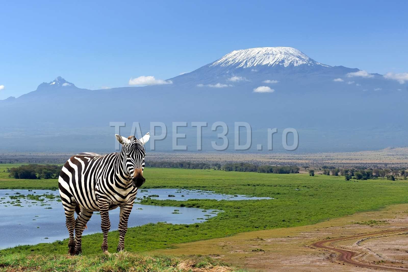 fototapet-zebra-02-1.jpg