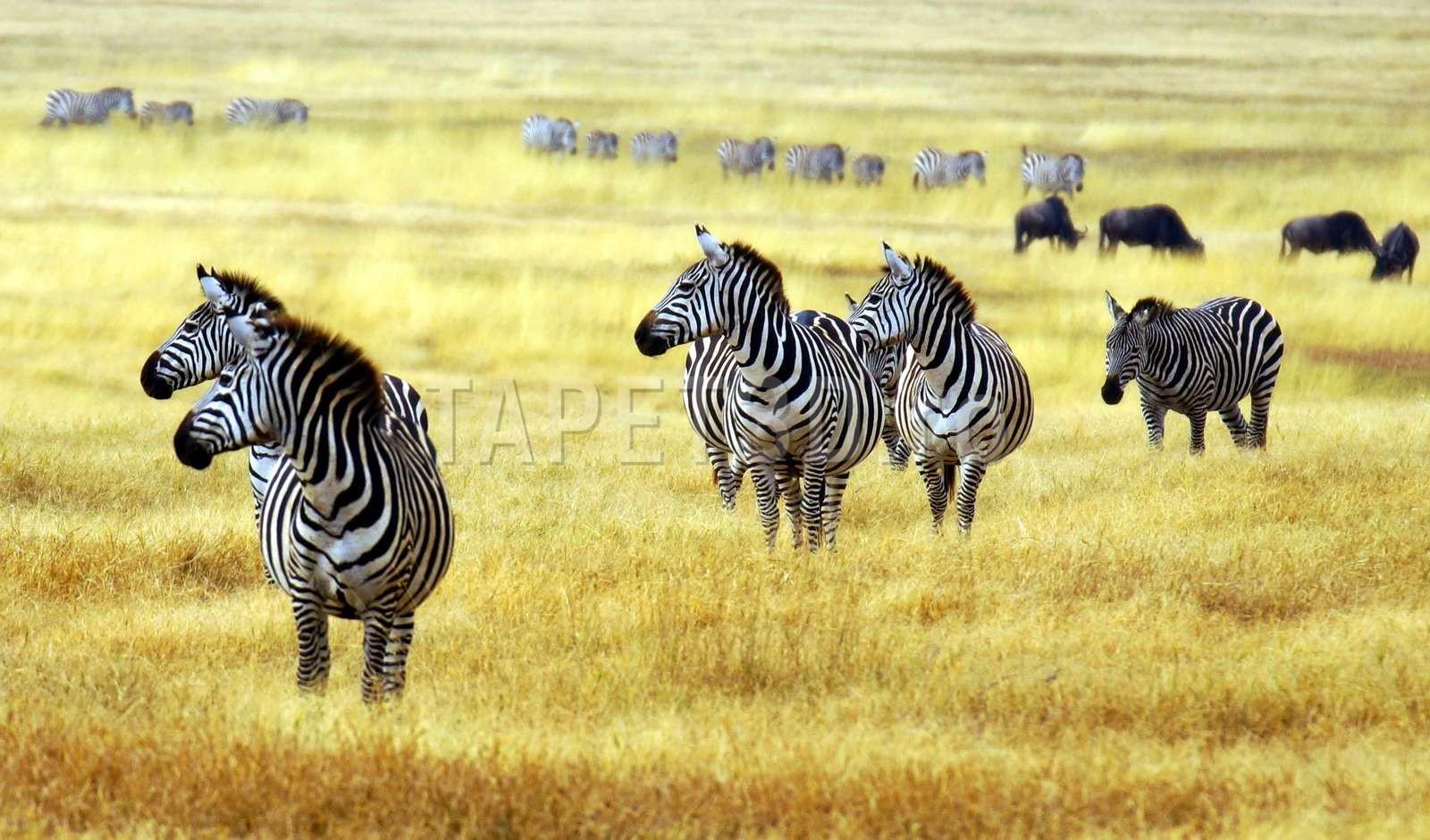 fototapet-zebra-03-1.jpg