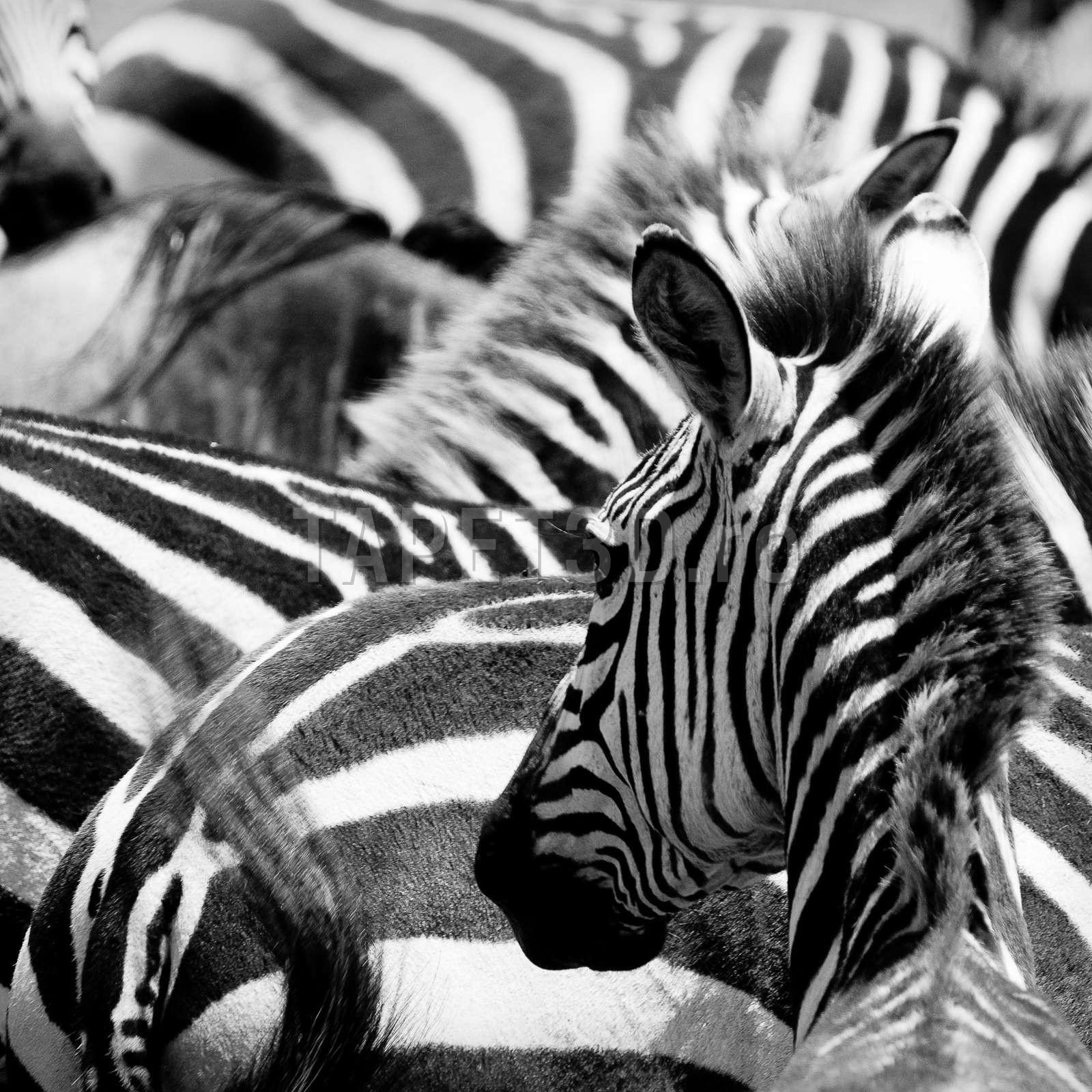 fototapet-zebra-05-1.jpg
