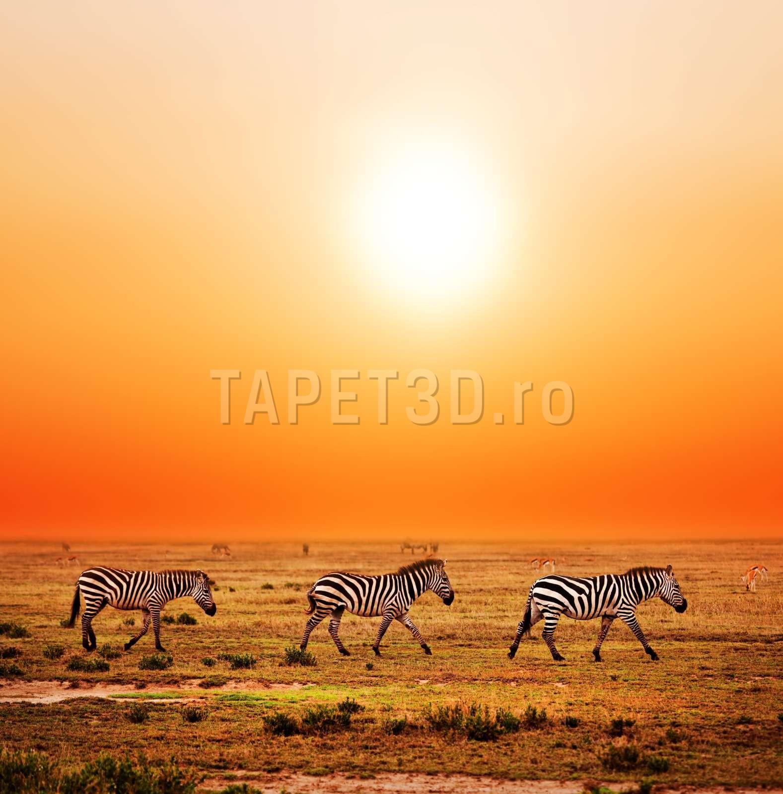 fototapet-zebra-06-1.jpg