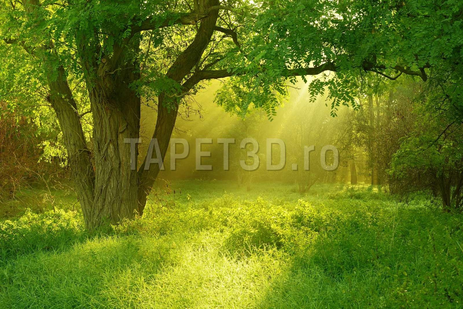 fox-01-0212-paduri-1.jpg