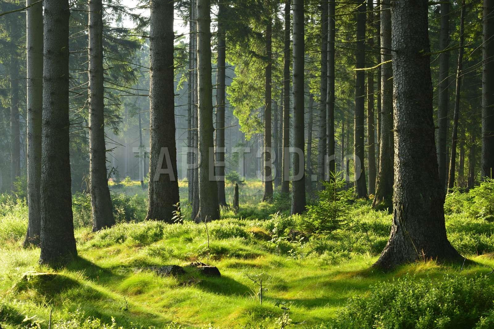 fox-01-0213-paduri-1.jpg
