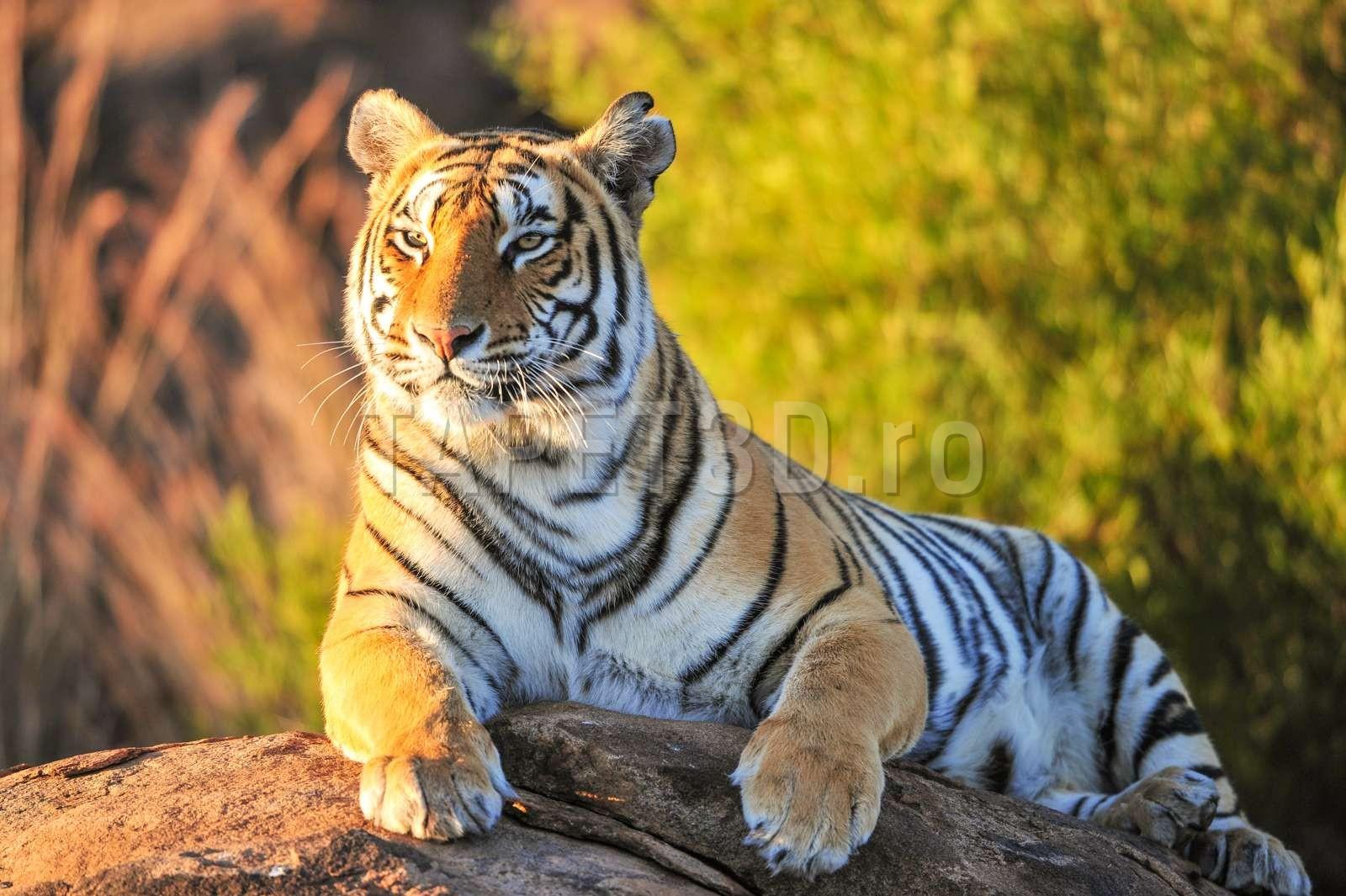 fox-17-0224-tigru-1.jpg