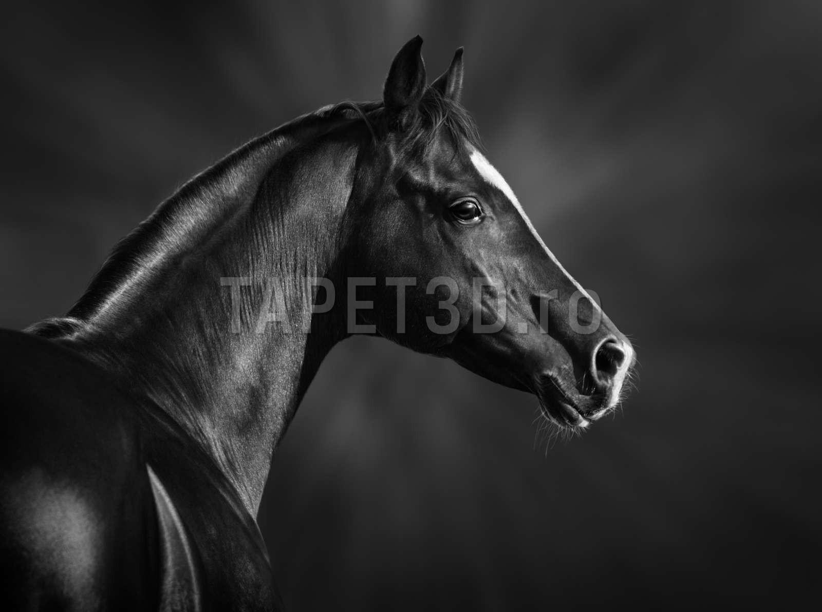 fox-17-0322-cai-1.jpg