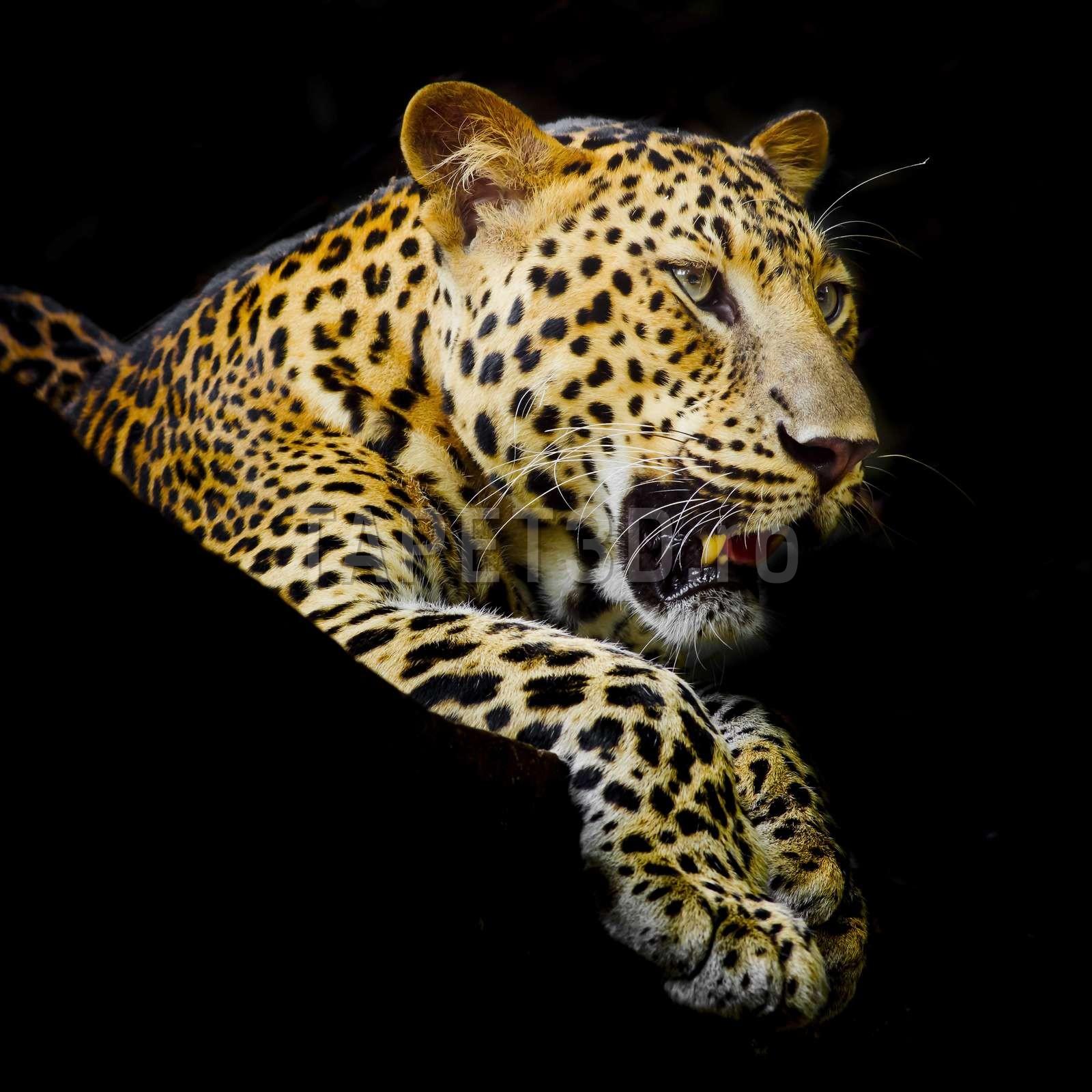 fox-17-0525-leopard-1.jpg