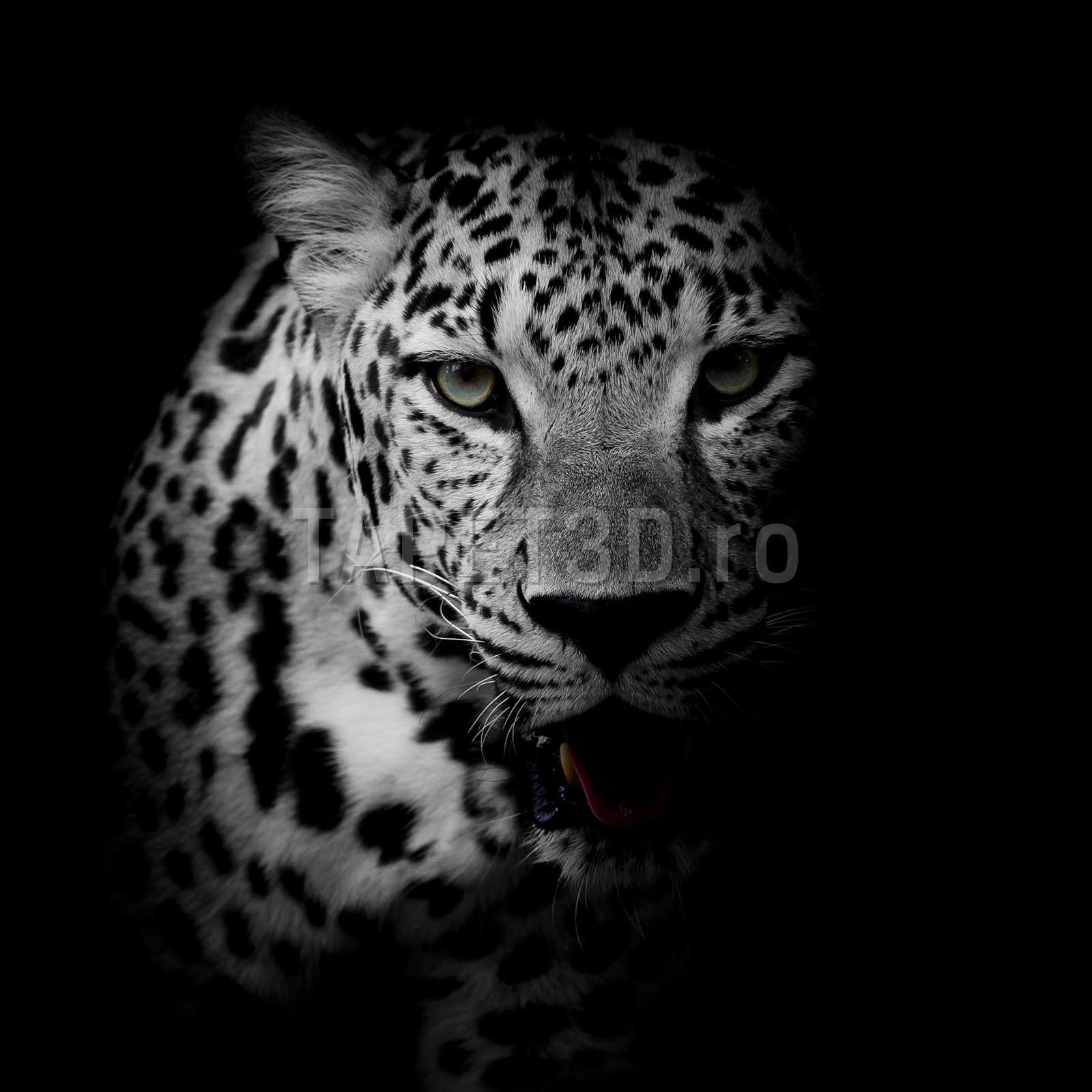 Portret leopard alb-negru