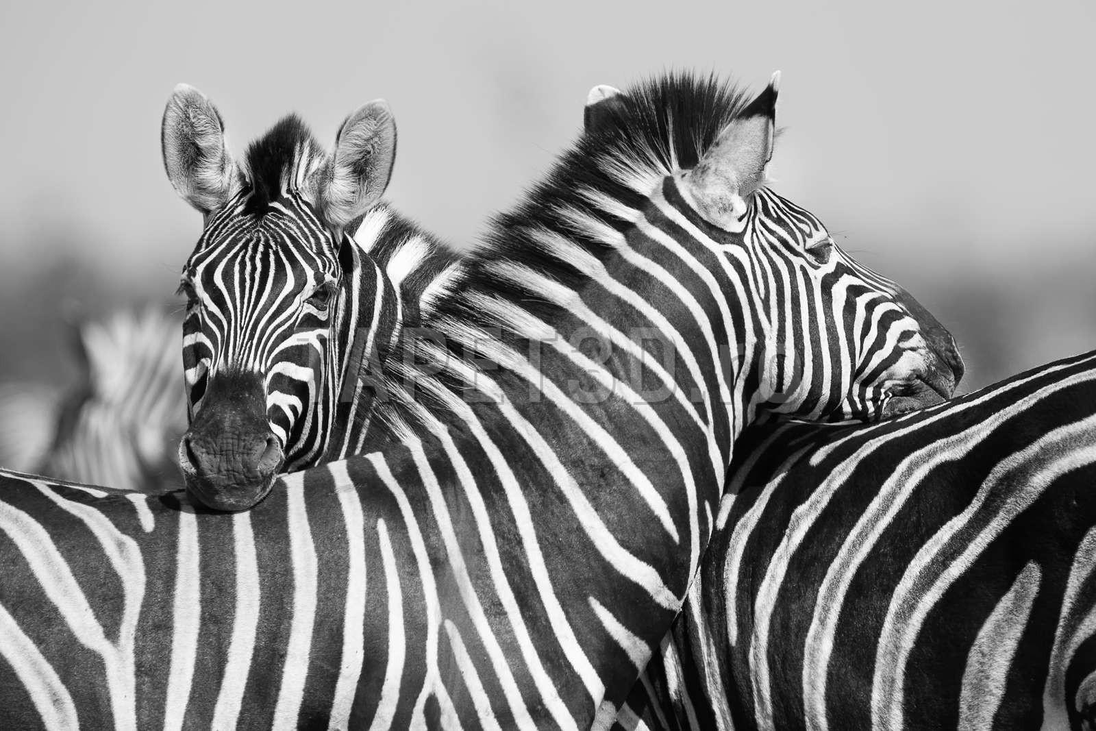 fox-17-0909-zebre-1.jpg