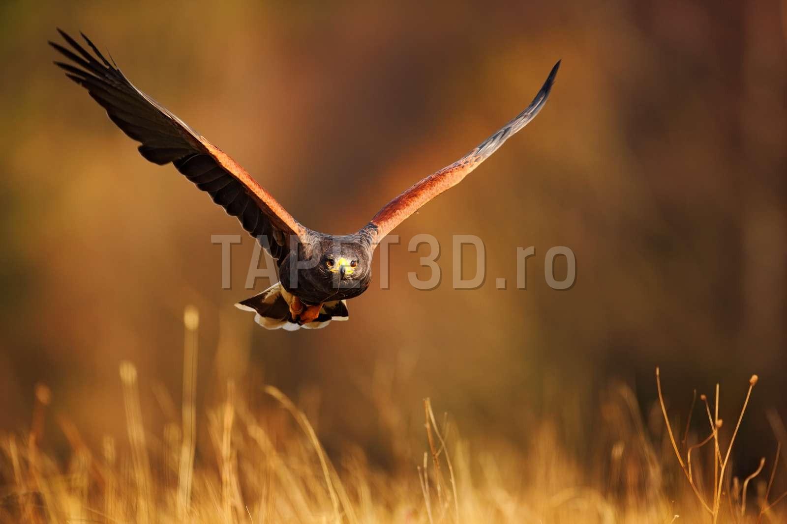 fox-17-1102-vulturi-1.jpg