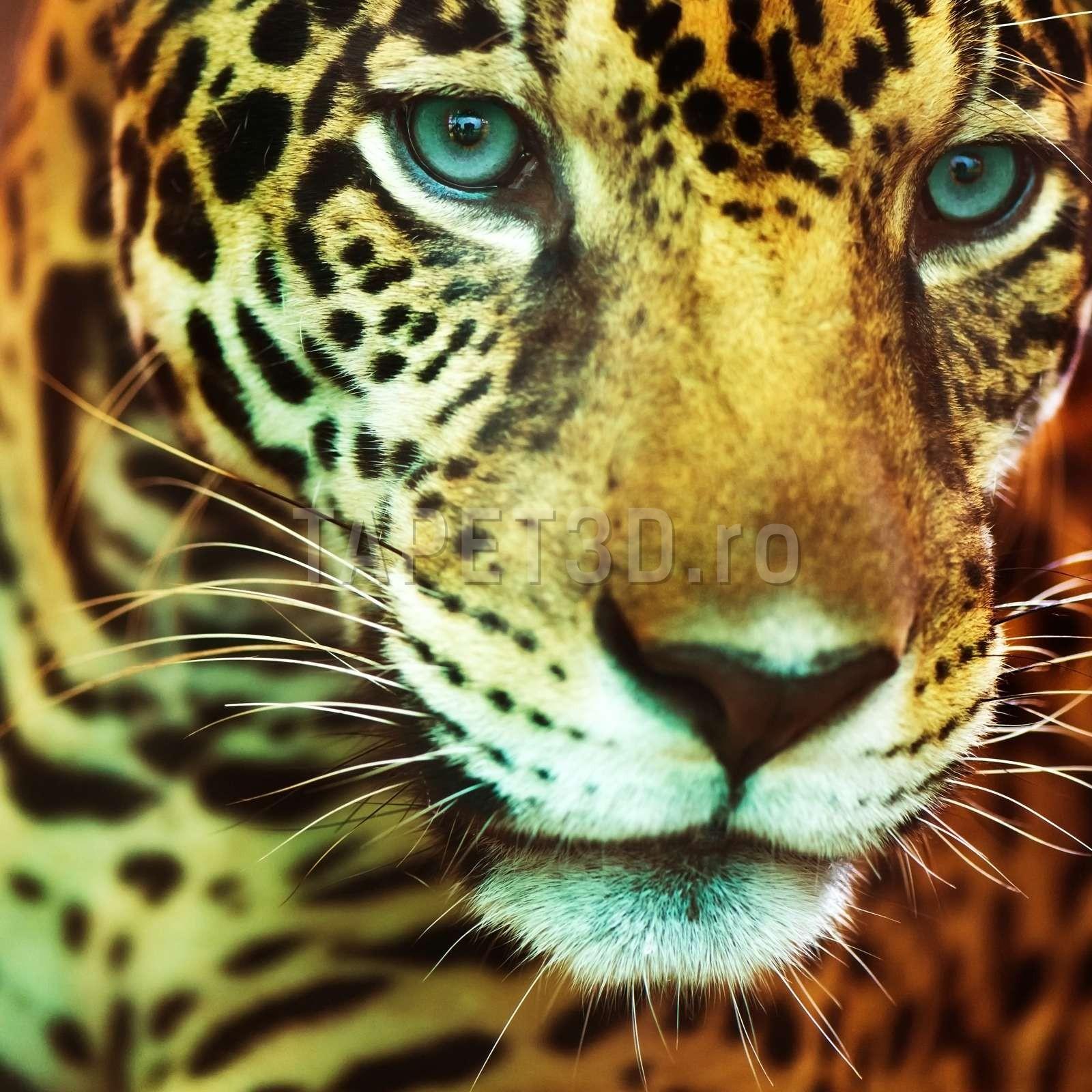 leopard-01-1.jpg