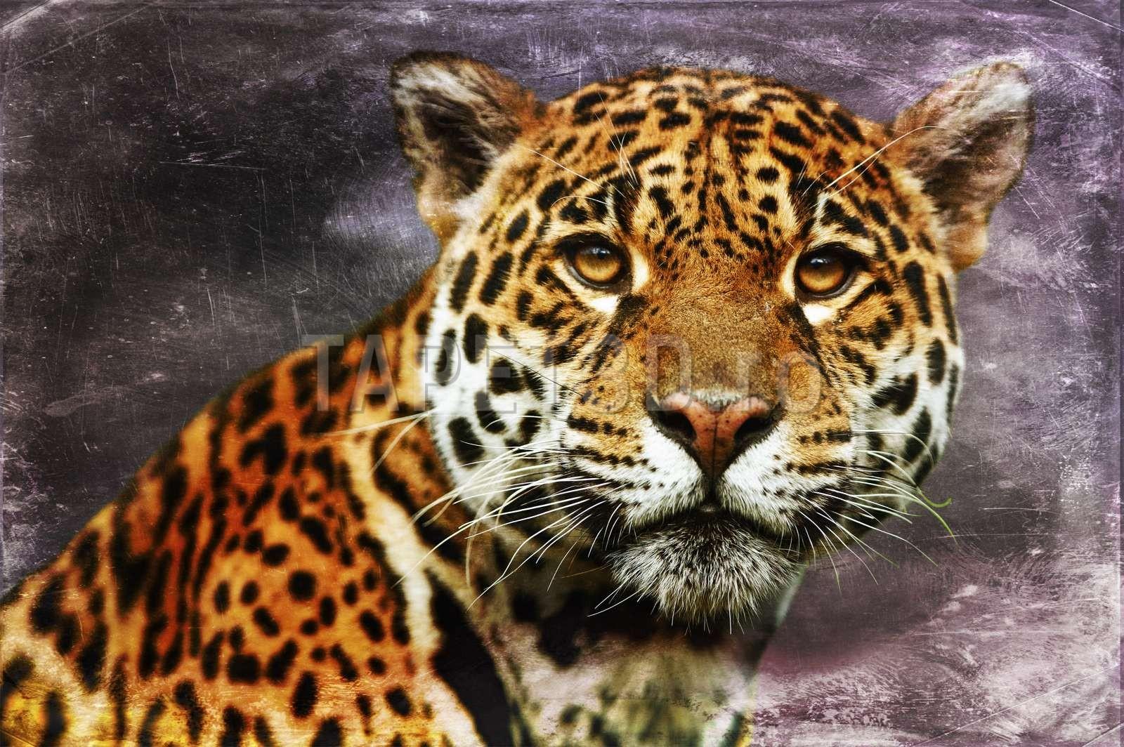 leopard-02-1.jpg