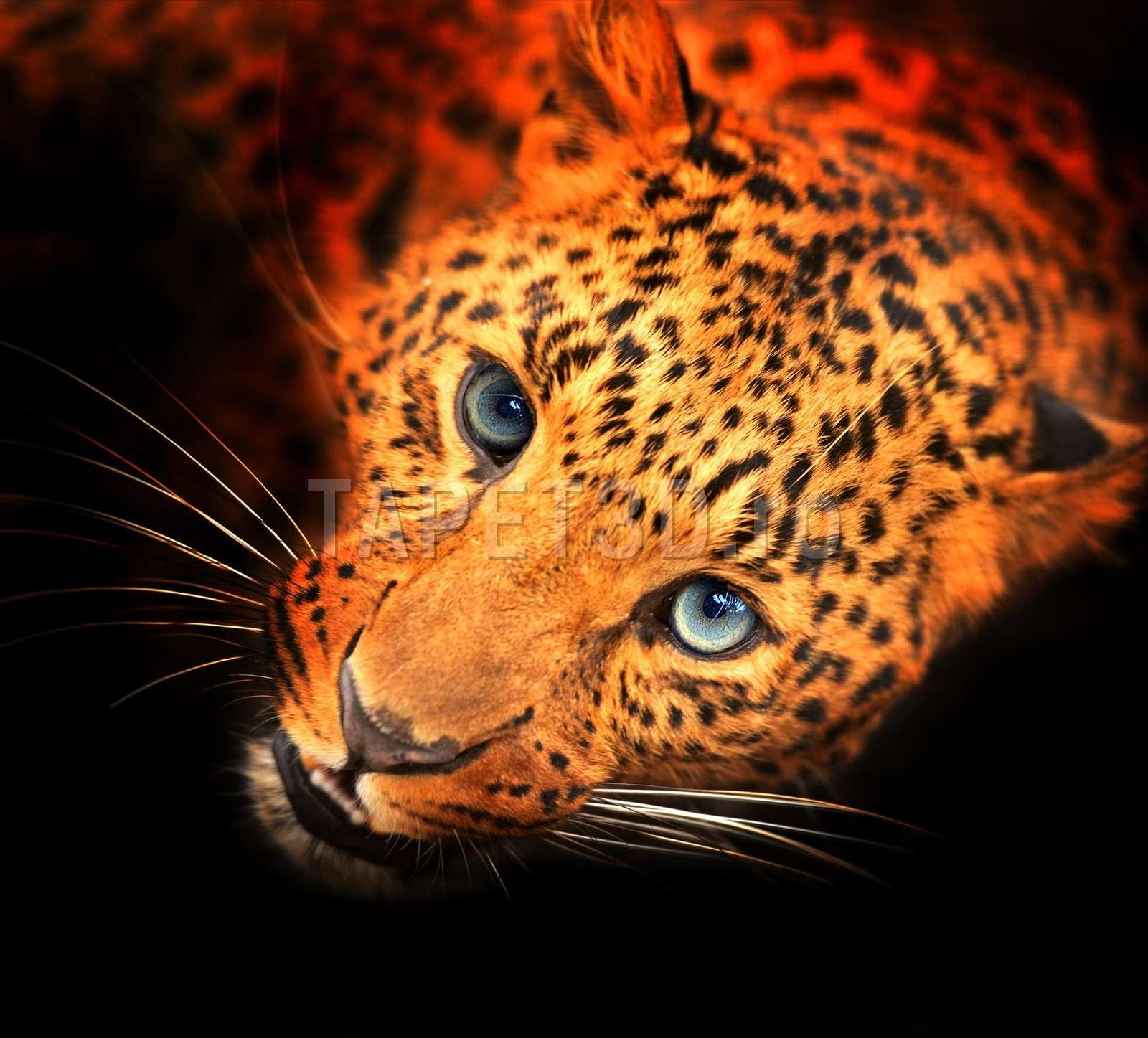 leopard-03-1.jpg