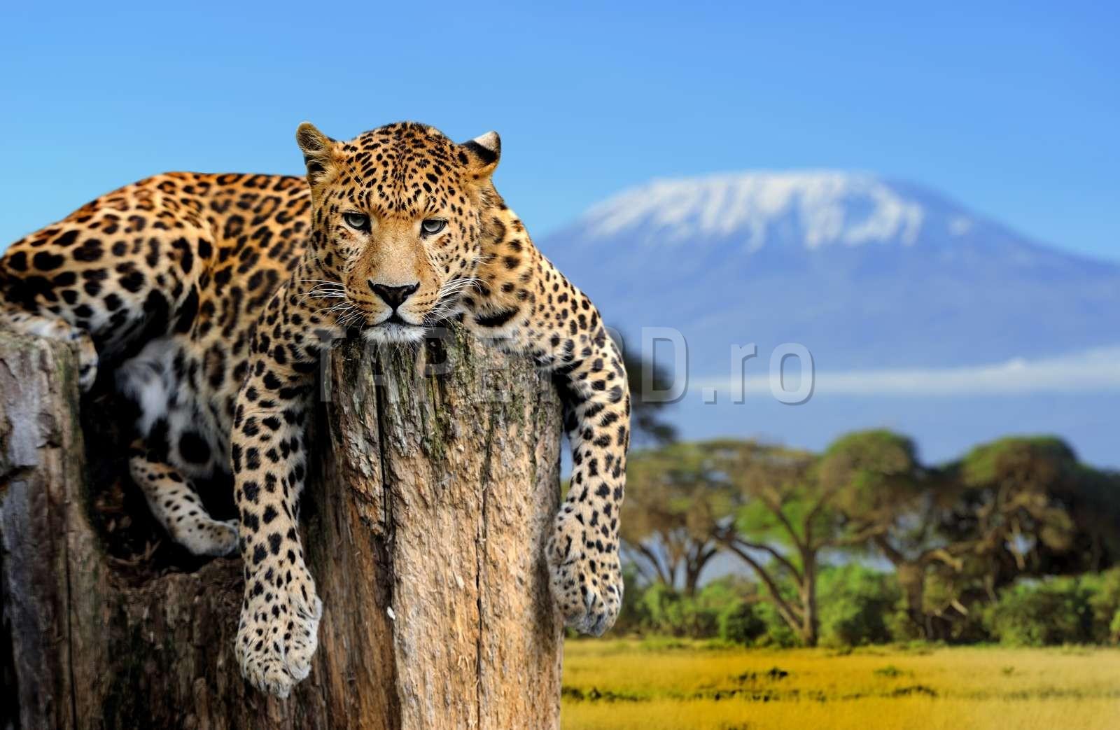 leopard-04-1.jpg