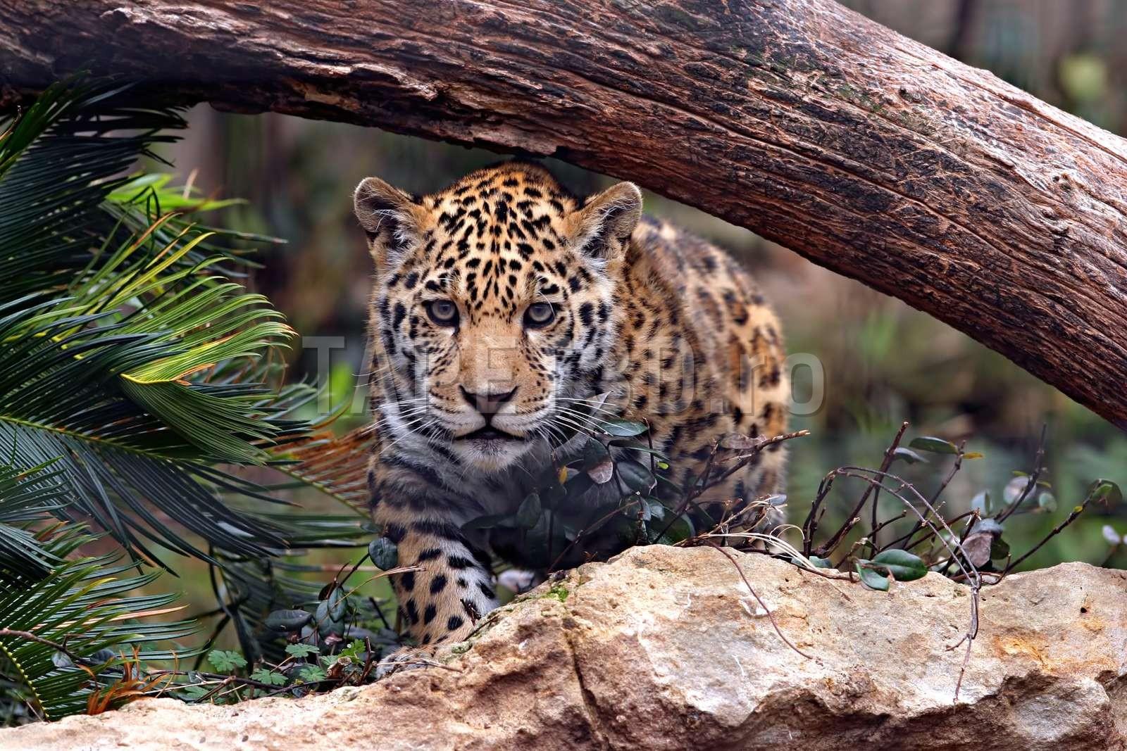 leopard-05-1.jpg