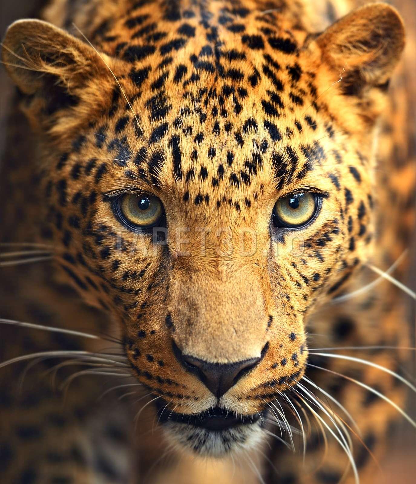 Intensitate