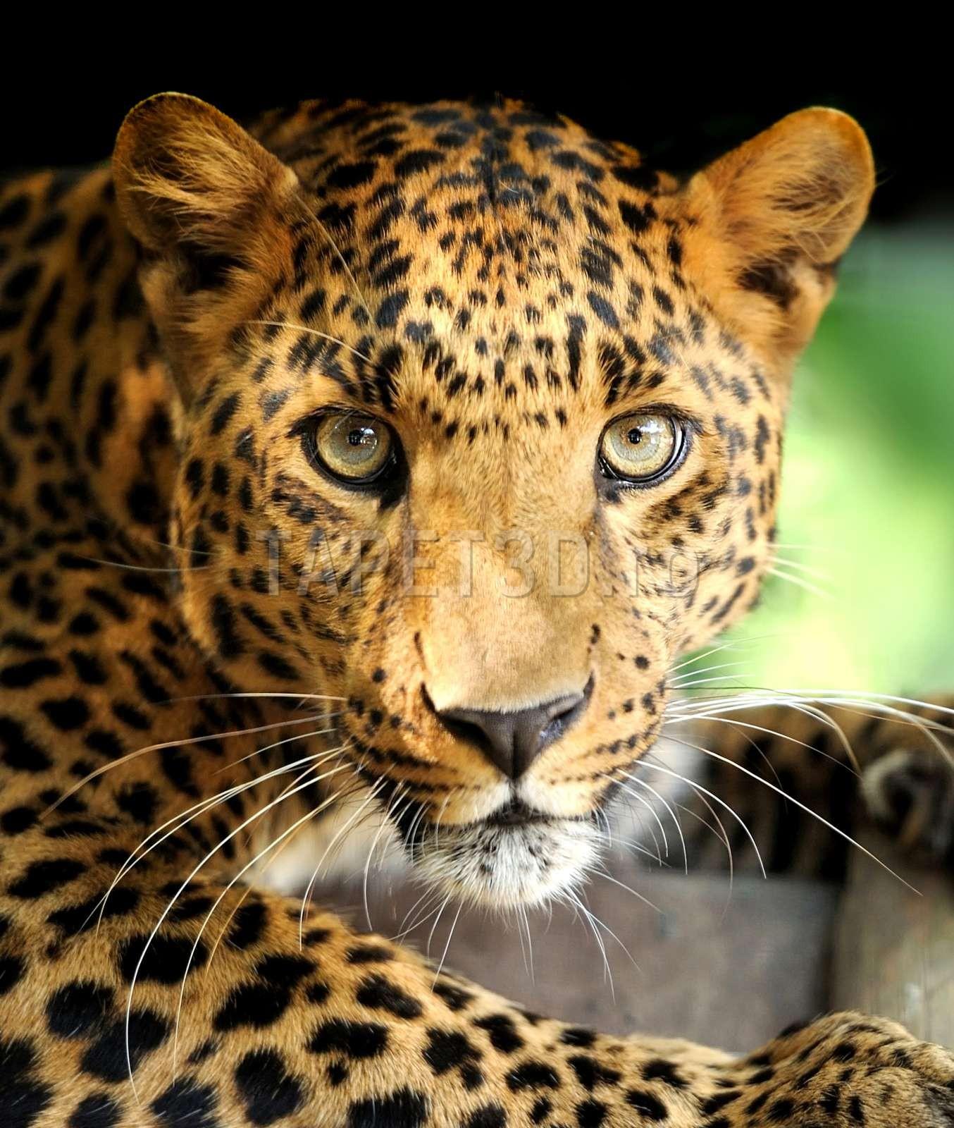 leopard-09-1.jpg
