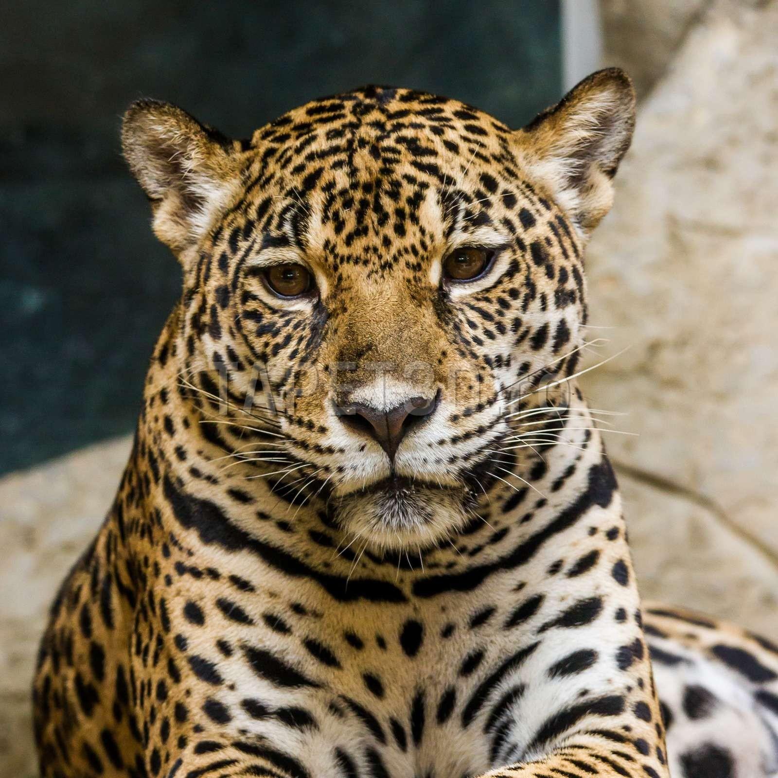 leopard-11-1.jpg