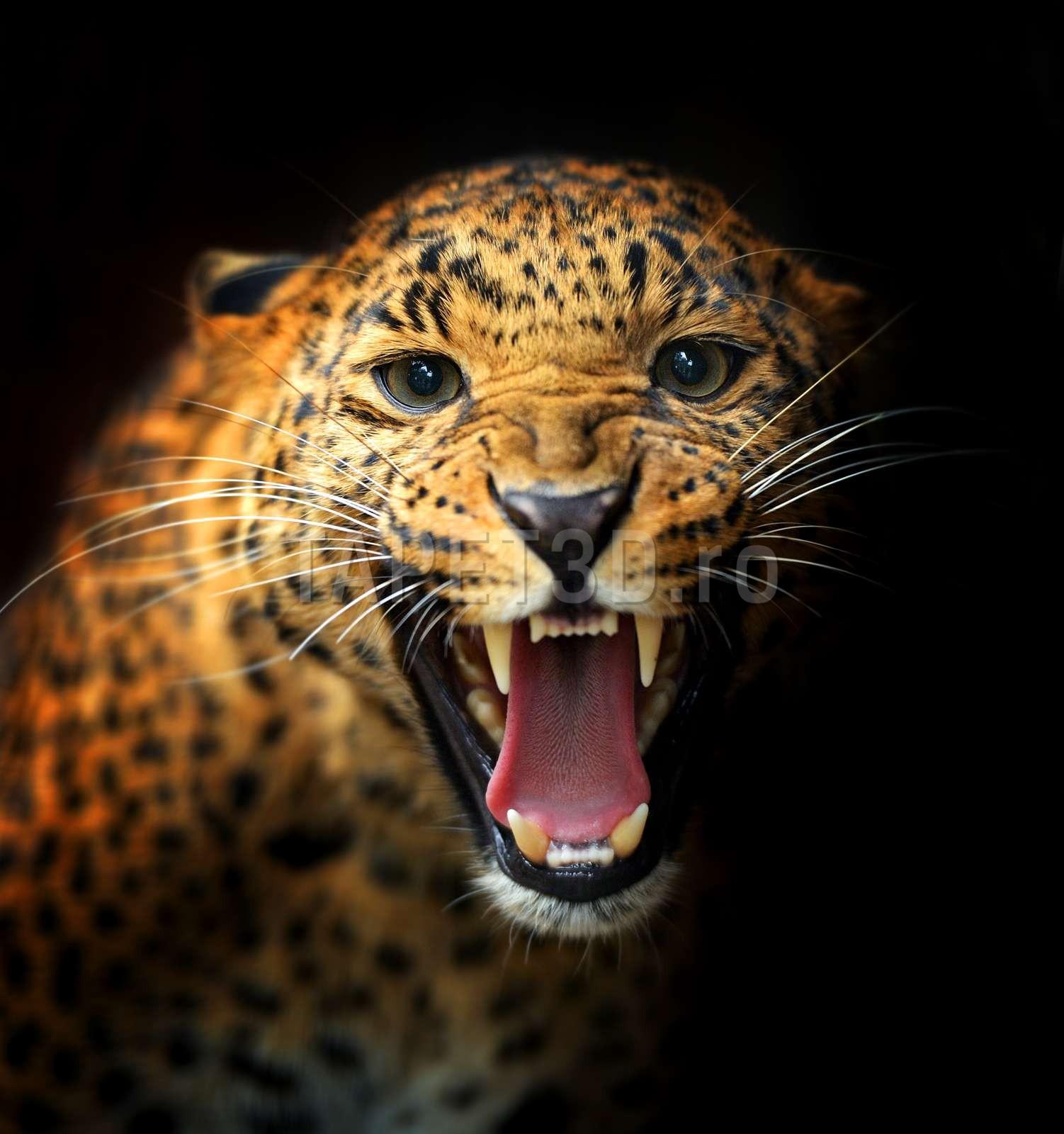 leopard-12-1.jpg
