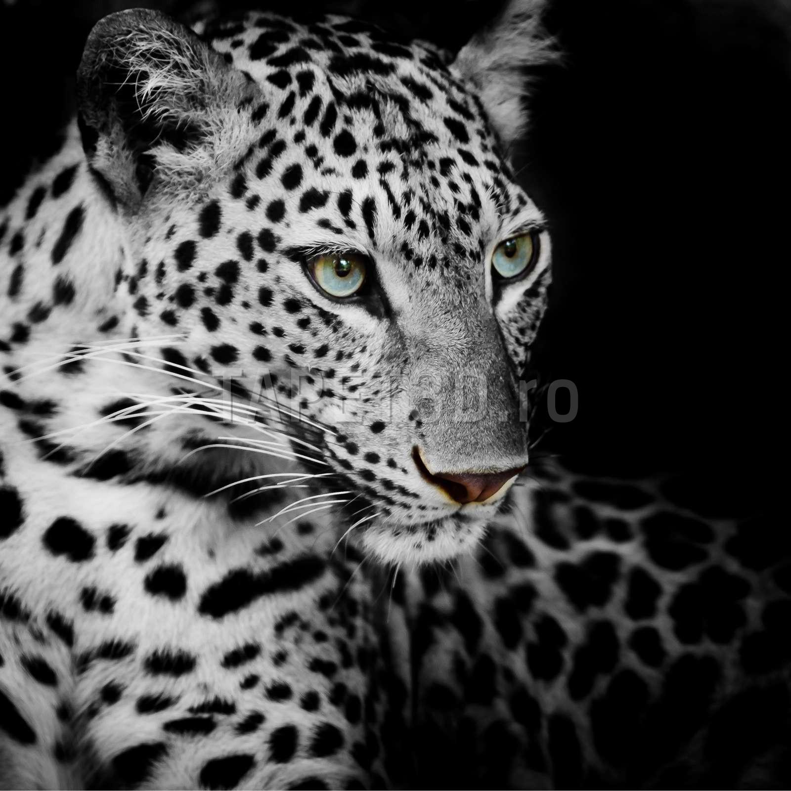 leopard-13-1.jpg