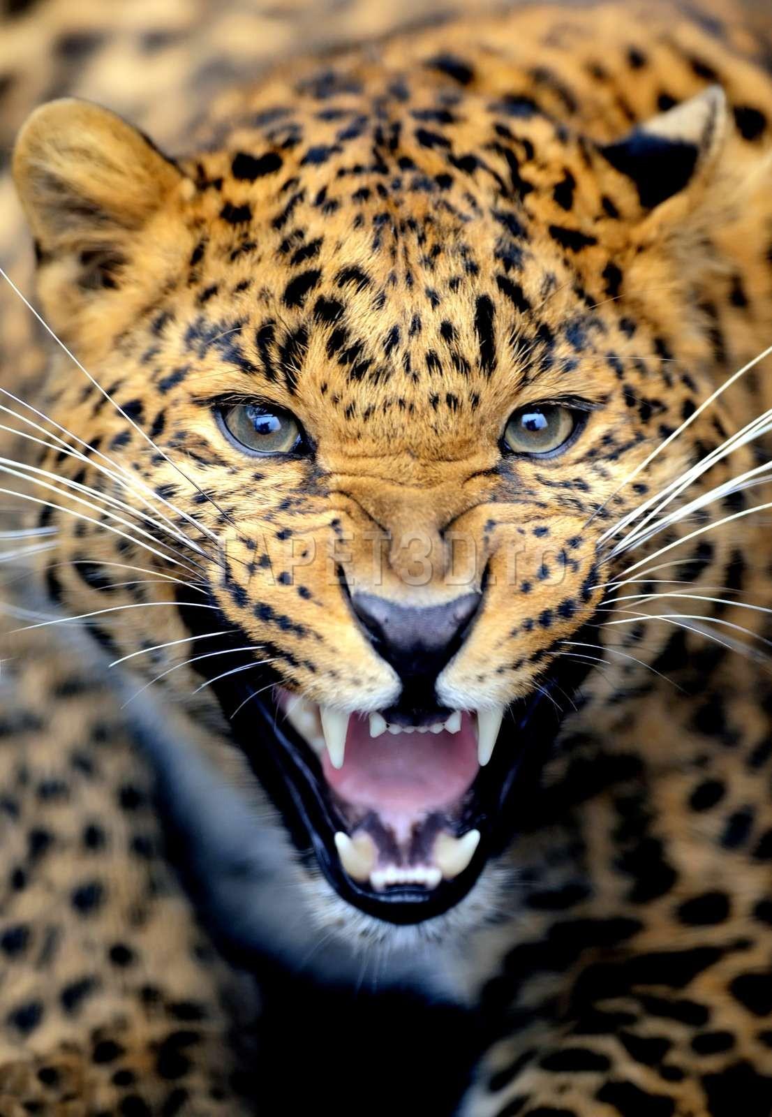 leopard-14-1.jpg