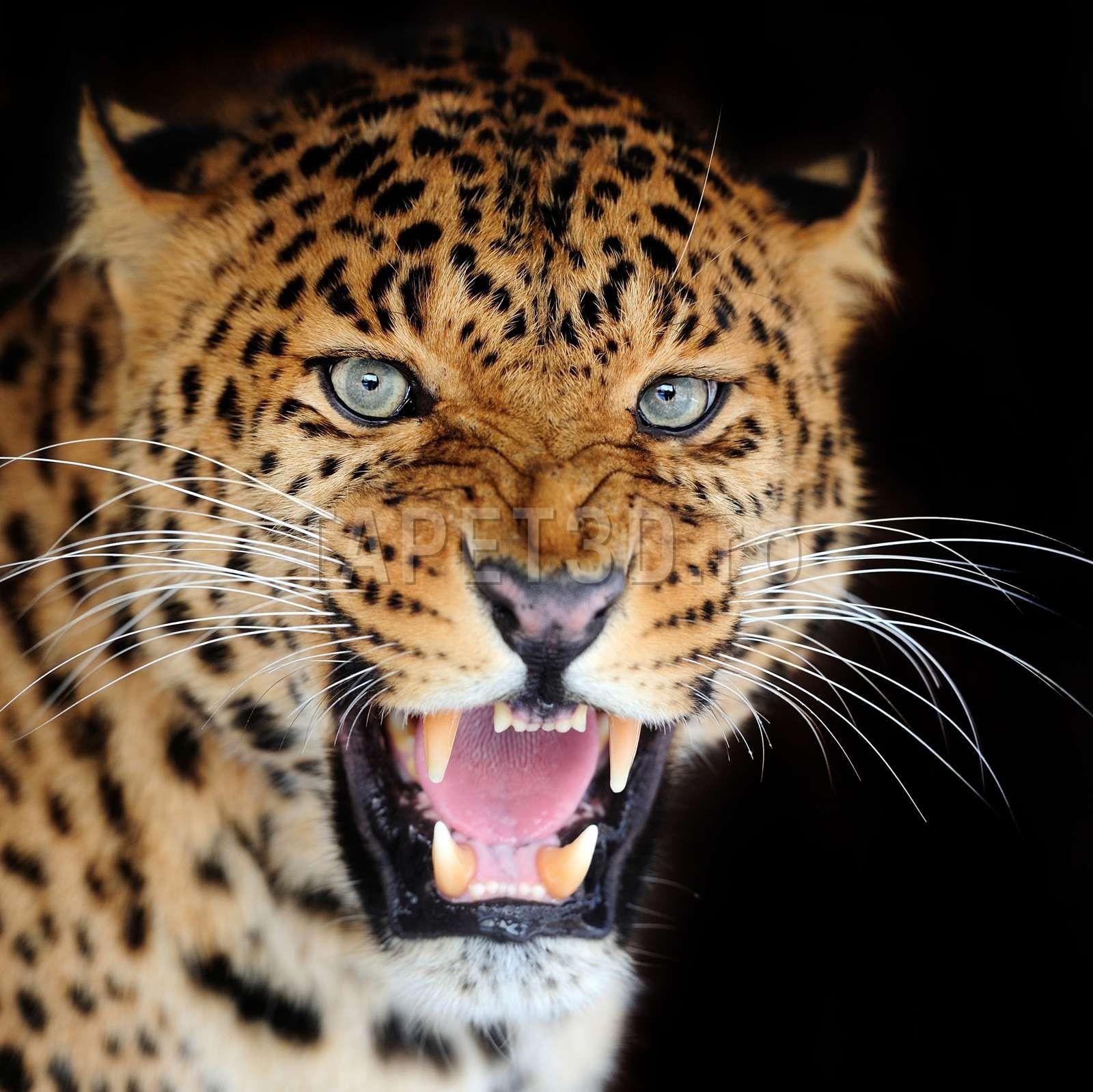 Furie - leopard