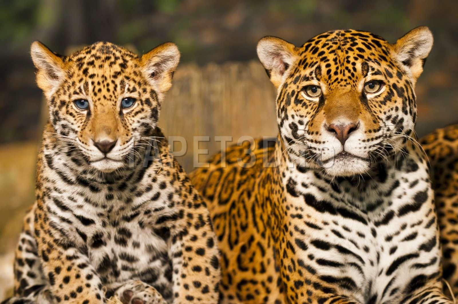leopard-17-1.jpg