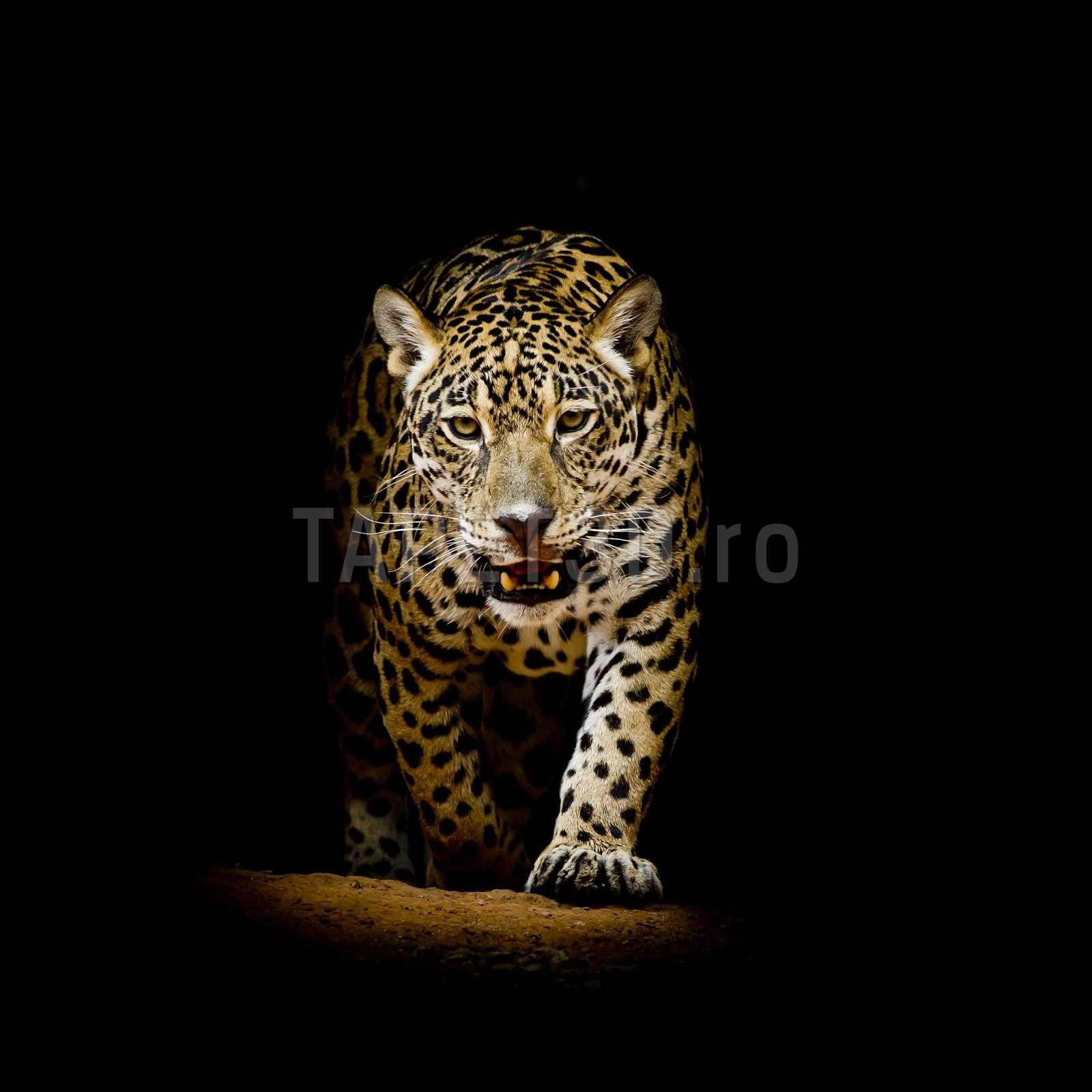 leopard-18-1.jpg
