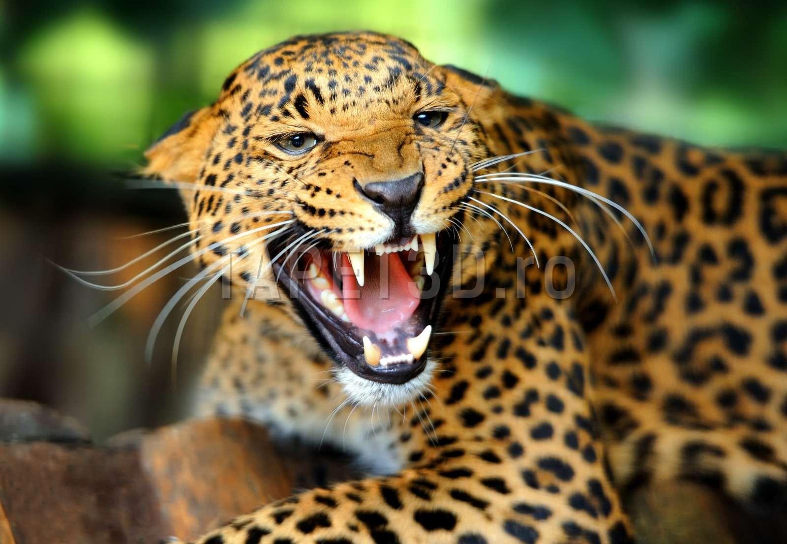 leopard-19-1.jpg