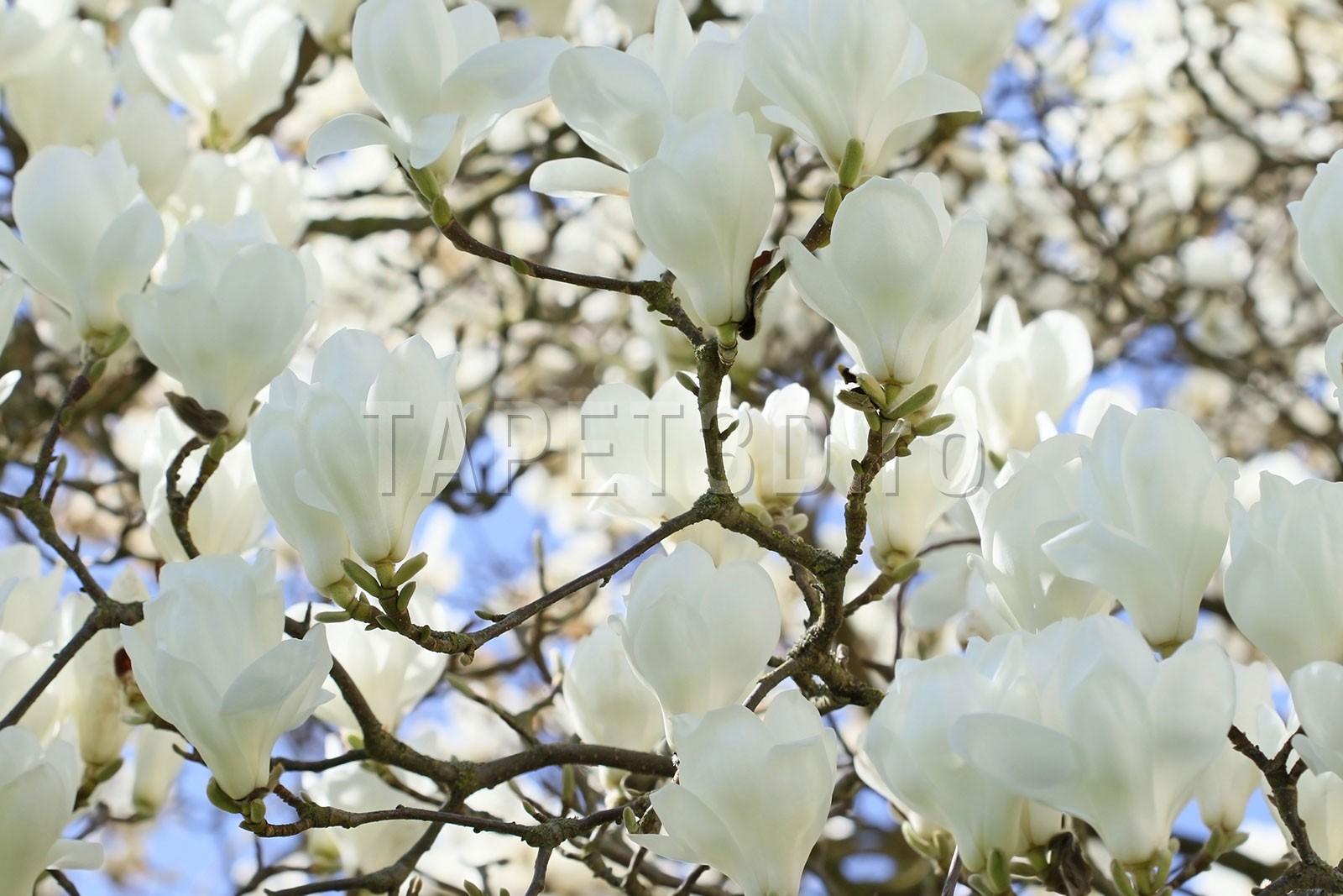 magnolie-alba-01-1-1.jpg