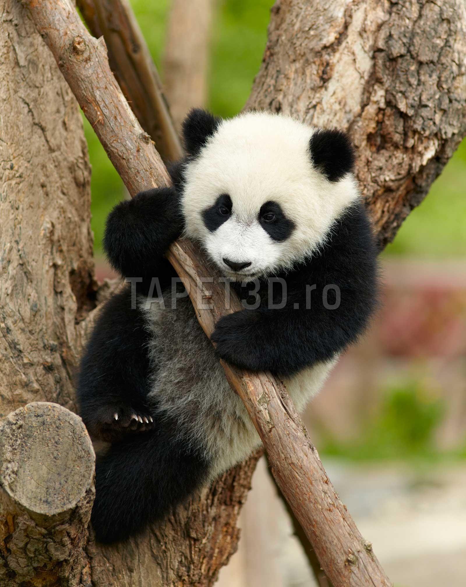 panda-03-1.jpg