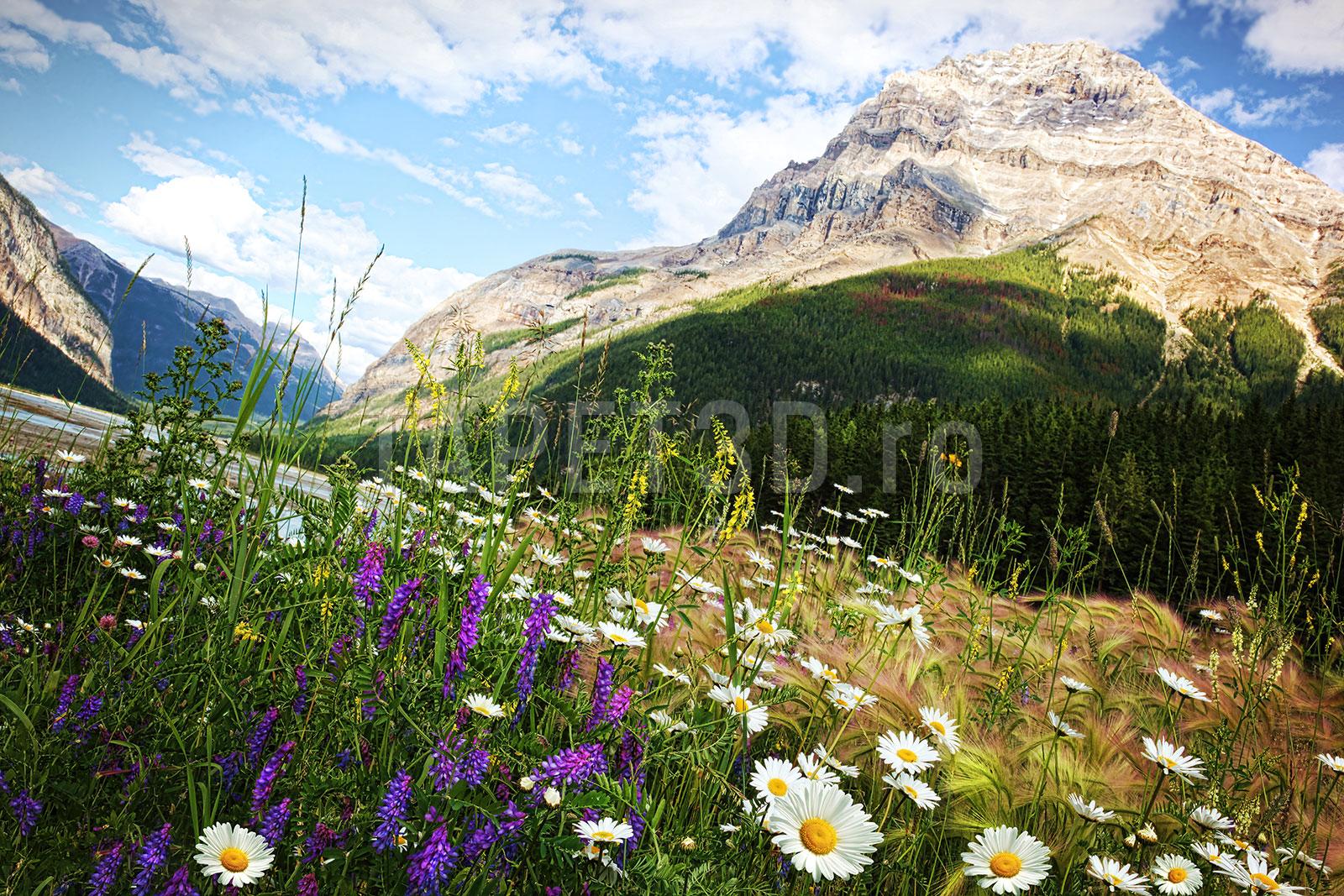 peisaj-cu-flori-08 Peisaj Montan cu Flori