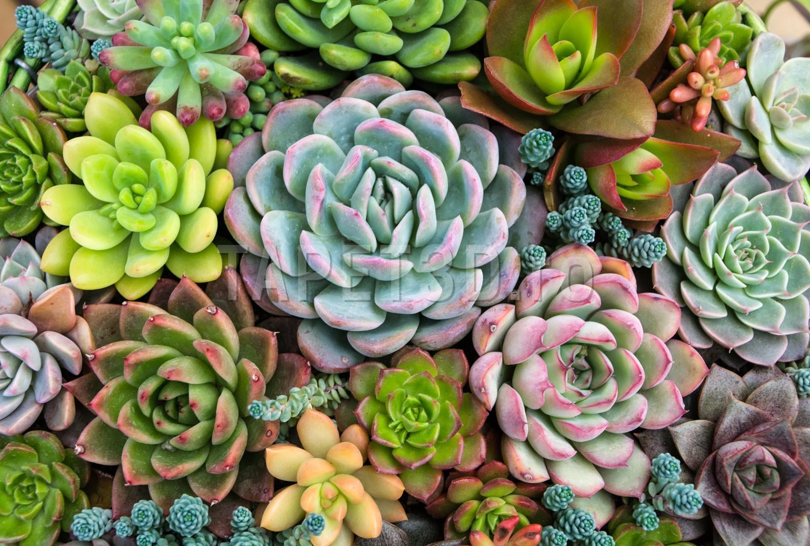 planton-cactus-multicolor-1-1.jpg
