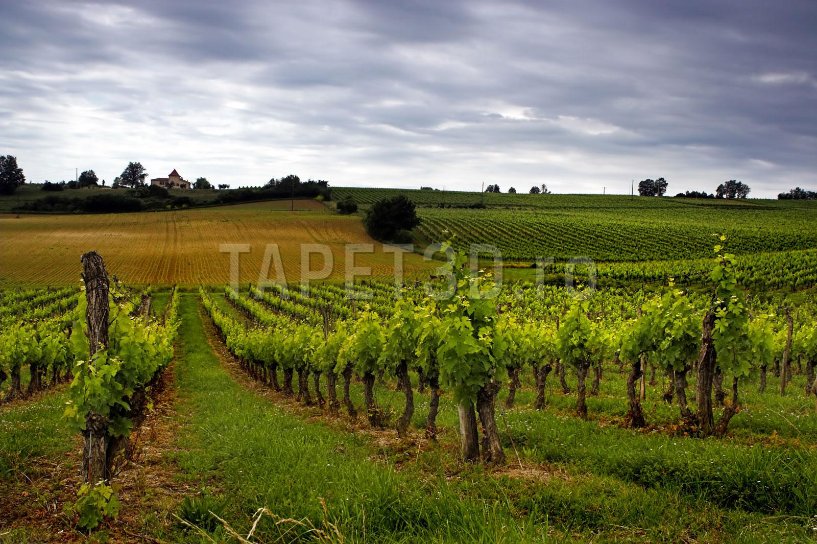 vita-de-vie-02 Fototapet Vita de Vie