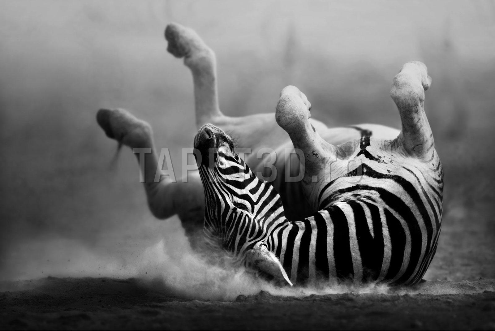 zebra-07 Fototapet Zebra 07