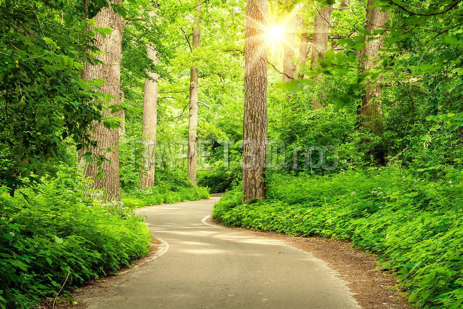 t3-03-018 Fototapet Drumul dintre copaci